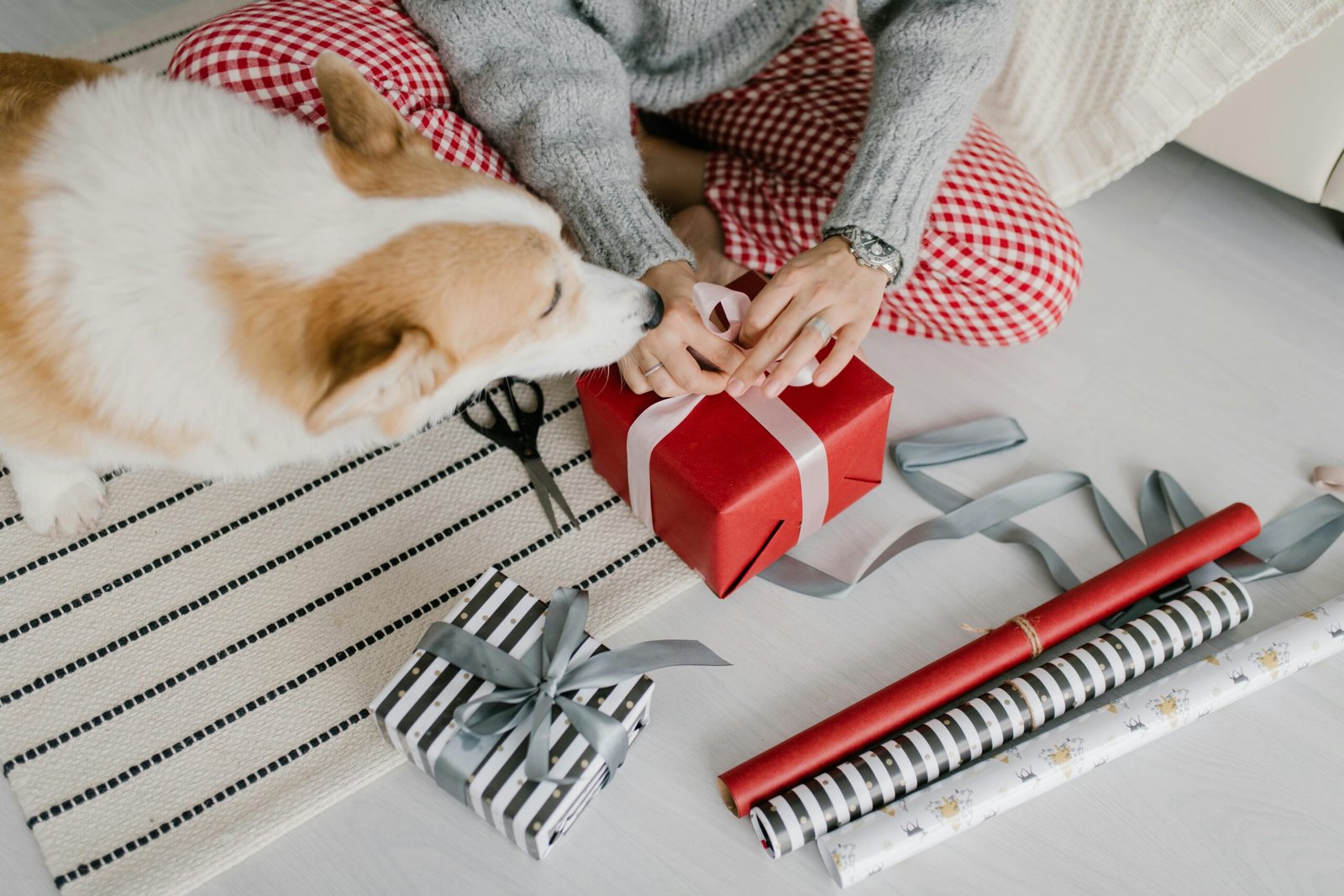 A person wraps gifts with a playful Pembroke Welsh Corgi nearby.